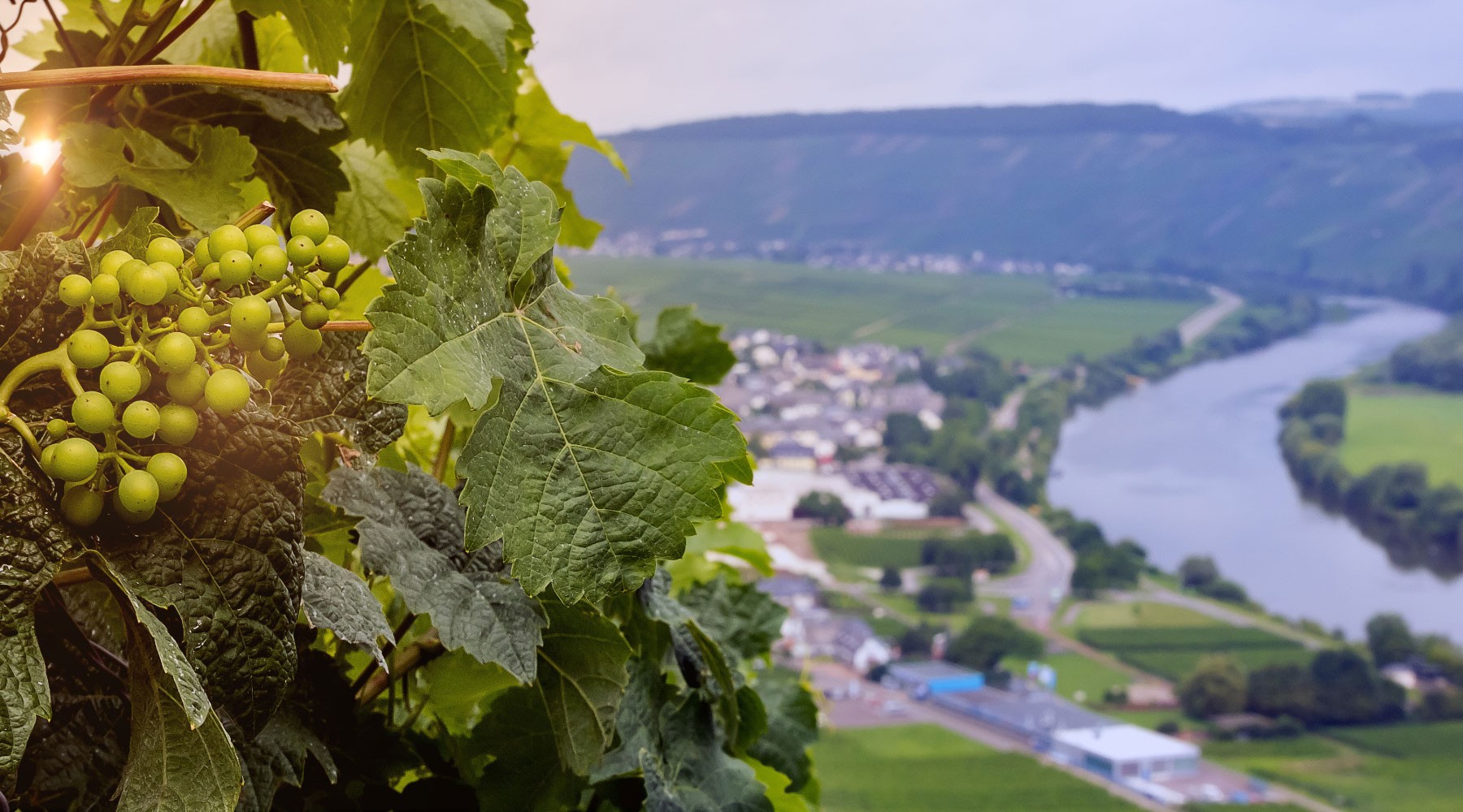 Close up of grapes while overlooking vineyards