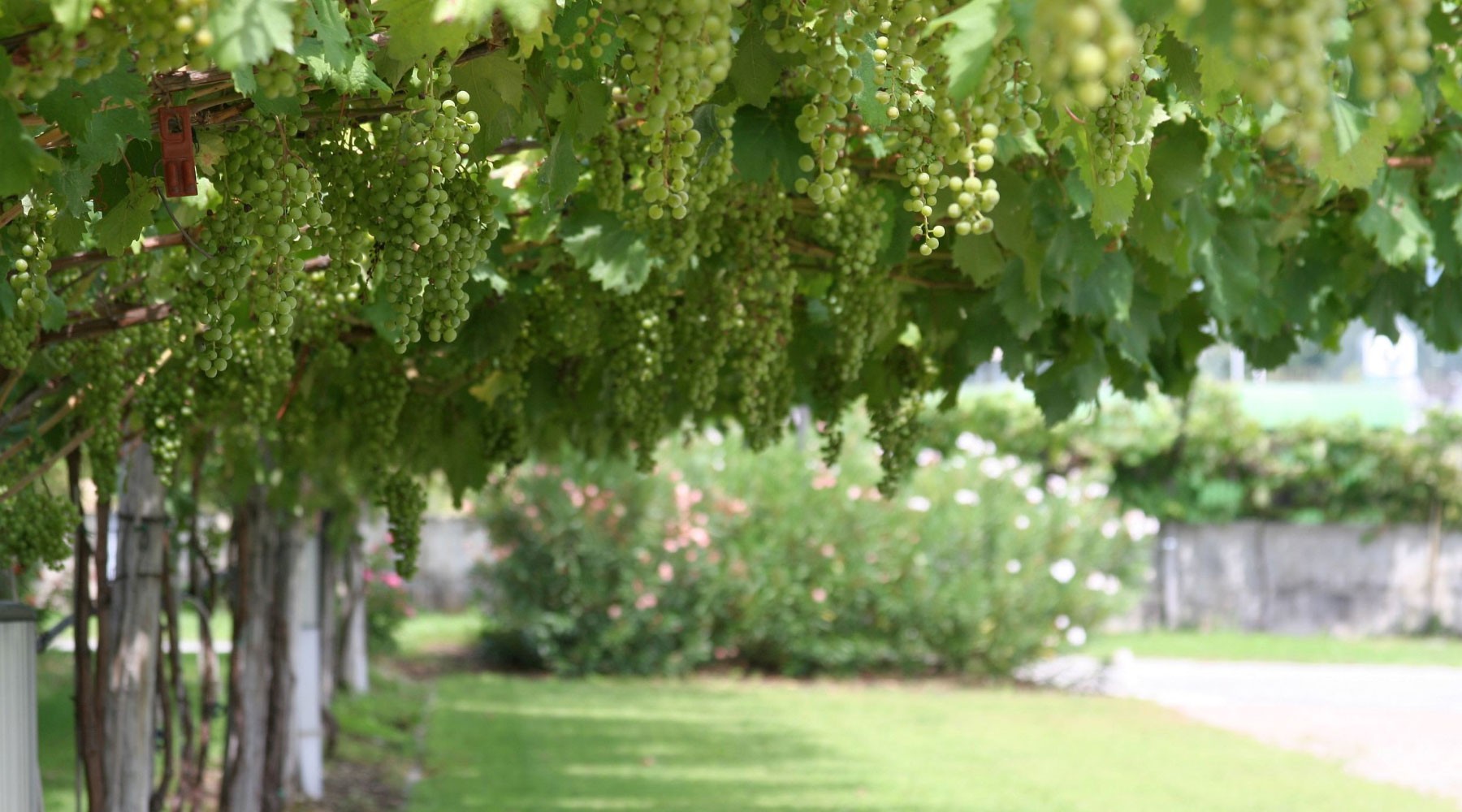 Closeup of grapes on vine