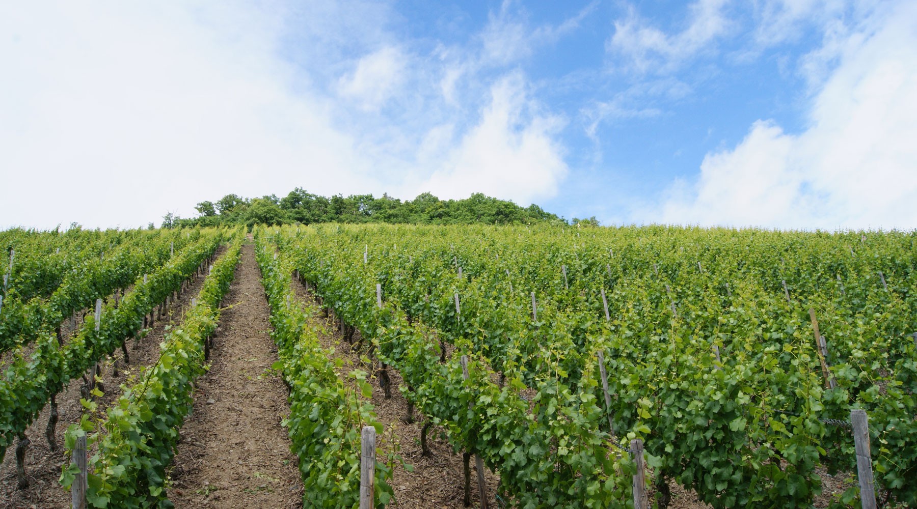 Wide angle overlooking vineyard